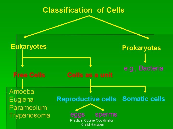 Classification of Cells Eukaryotes Free Cells Prokaryotes Cells as a unit e. g. ,