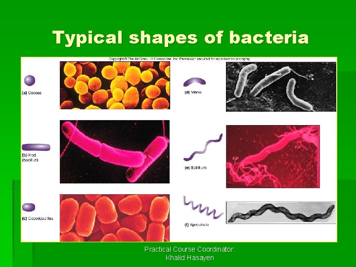 Typical shapes of bacteria Practical Course Coordinator: Khalid Hasayen 