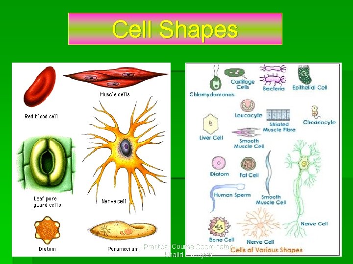 Cell Shapes Practical Course Coordinator: Khalid Hasayen 