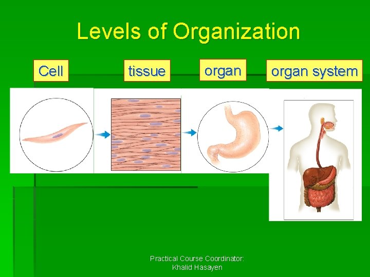 Levels of Organization Cell tissue organ Practical Course Coordinator: Khalid Hasayen organ system 