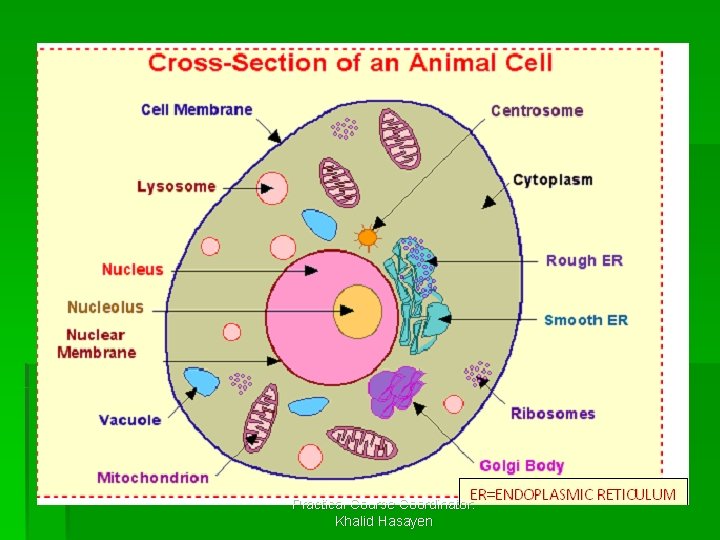 Practical Course Coordinator: Khalid Hasayen 