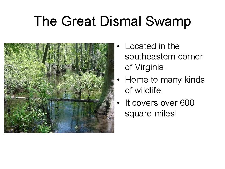 The Great Dismal Swamp • Located in the southeastern corner of Virginia. • Home