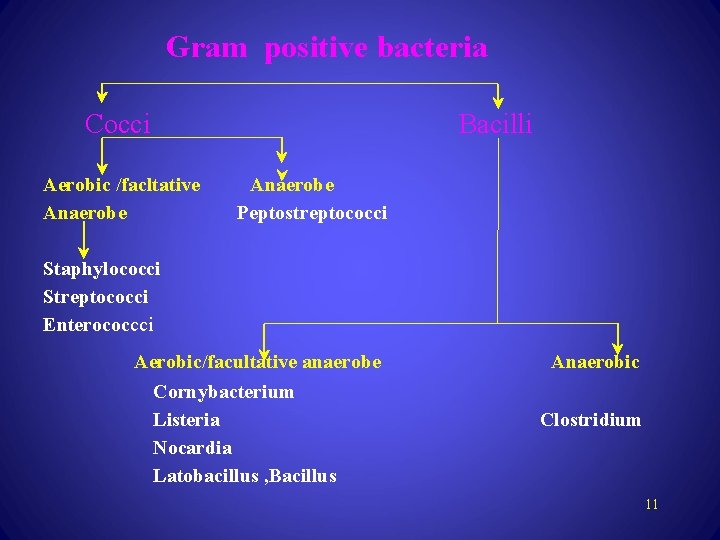 Gram positive bacteria Cocci Aerobic /facltative Anaerobe Bacilli Anaerobe Peptostreptococci Staphylococci Streptococci Enterococcci Aerobic/facultative