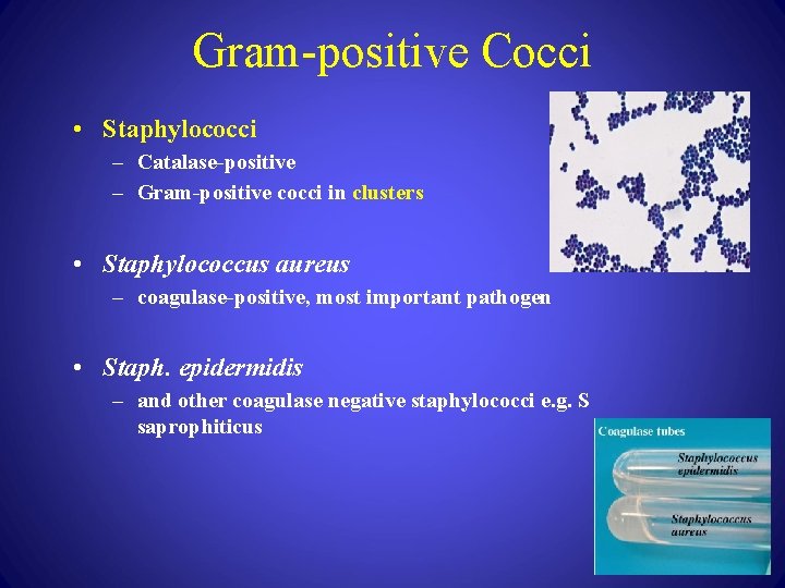 Gram-positive Cocci • Staphylococci – Catalase-positive – Gram-positive cocci in clusters • Staphylococcus aureus
