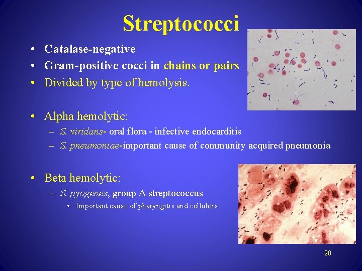 Streptococci • Catalase-negative • Gram-positive cocci in chains or pairs • Divided by type