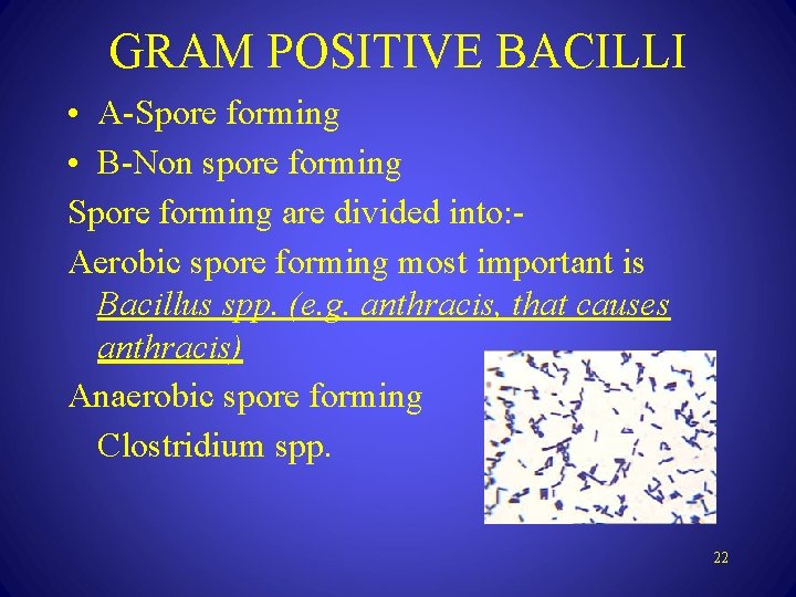 GRAM POSITIVE BACILLI • A-Spore forming • B-Non spore forming Spore forming are divided