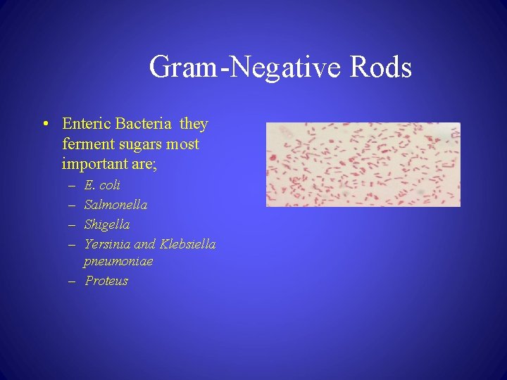 Gram-Negative Rods • Enteric Bacteria they ferment sugars most important are; – – E.