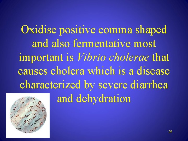 Oxidise positive comma shaped and also fermentative most important is Vibrio cholerae that causes