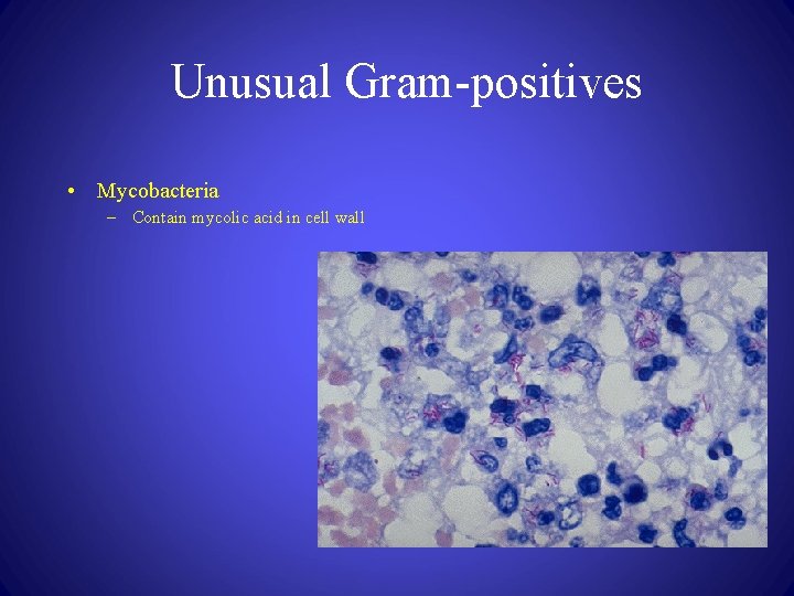 Unusual Gram-positives • Mycobacteria – Contain mycolic acid in cell wall 