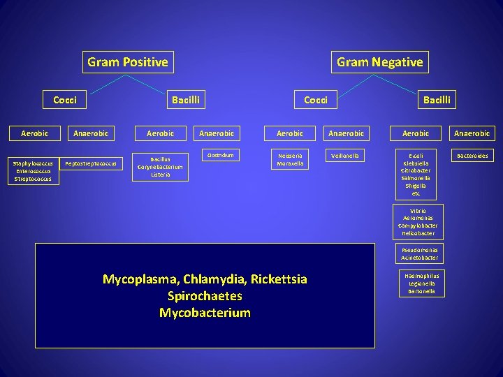 Gram Positive Cocci Gram Negative Bacilli Aerobic Anaerobic Staphylococcus Enterococcus Streptococcus Peptostreptococcus Aerobic Bacillus