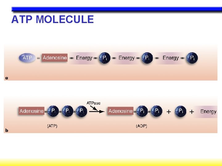 ATP MOLECULE 