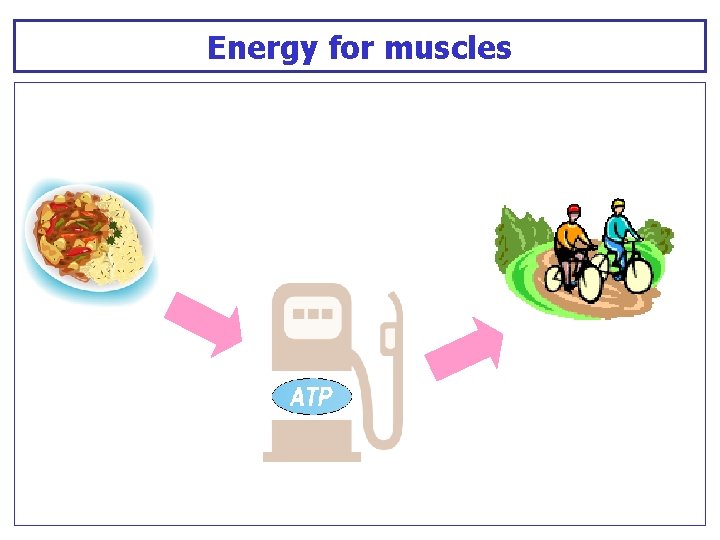 Energy for muscles 
