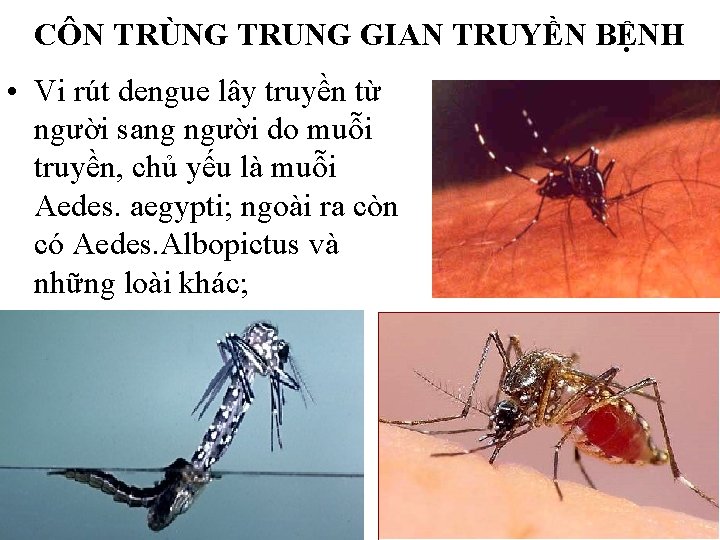CÔN TRÙNG TRUNG GIAN TRUYỀN BỆNH • Vi rút dengue lây truyền từ người CÔN TRÙNG TRUNG GIAN TRUYỀN BỆNH • Vi rút dengue lây truyền từ người