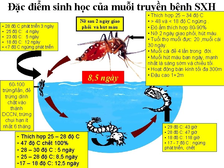 Đặc điểm sinh học của muỗi truyền bệnh SXH • 28 độ C phát Đặc điểm sinh học của muỗi truyền bệnh SXH • 28 độ C phát