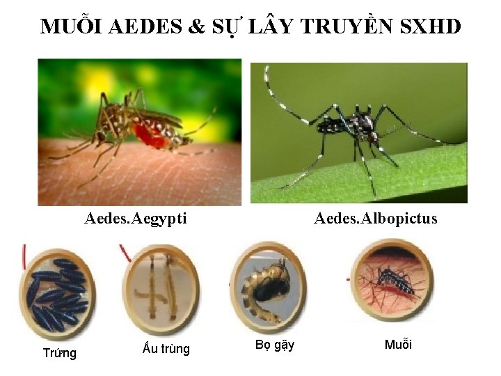 MUỖI AEDES & SỰ L Y TRUYỀN SXHD Aedes. Aegypti Trứng Ấu trùng Aedes. MUỖI AEDES & SỰ L Y TRUYỀN SXHD Aedes. Aegypti Trứng Ấu trùng Aedes.