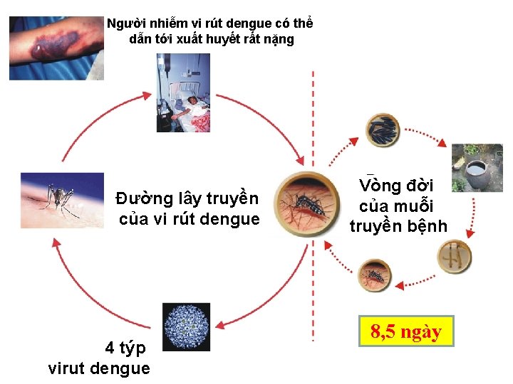 Người nhiễm vi rút dengue có thể dẫn tới xuất huyết rất nặng Đường Người nhiễm vi rút dengue có thể dẫn tới xuất huyết rất nặng Đường