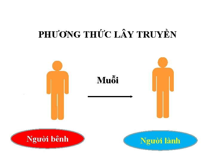 PHƯƠNG THỨC L Y TRUYỀN Muỗi Người bênh Người lành PHƯƠNG THỨC L Y TRUYỀN Muỗi Người bênh Người lành