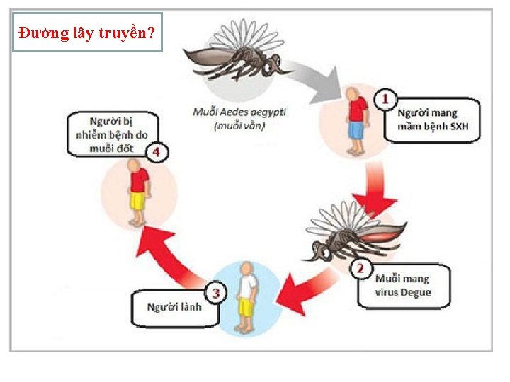 Đường lây truyền? Đường lây truyền?