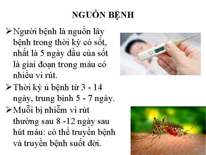 NGUỒN BỆNH Ø Người bệnh là nguồn lây bệnh trong thời kỳ có sốt, NGUỒN BỆNH Ø Người bệnh là nguồn lây bệnh trong thời kỳ có sốt,