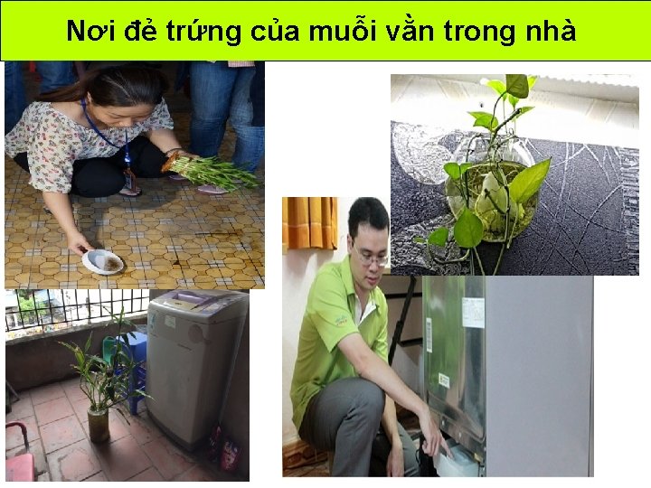 Nơi đẻ trứng của muỗi vằn trong nhà Nơi đẻ trứng của muỗi vằn trong nhà
