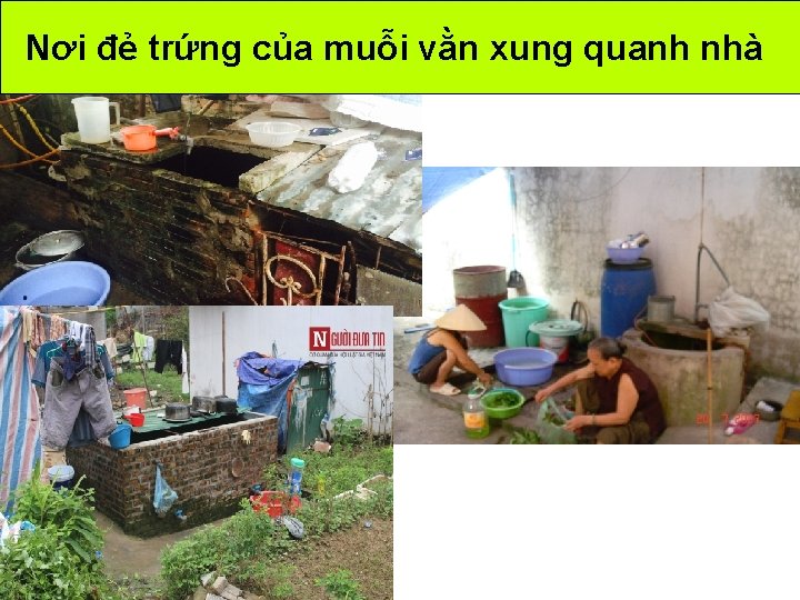Nơi đẻ trứng của muỗi vằn xung quanh nhà Nơi đẻ trứng của muỗi vằn xung quanh nhà