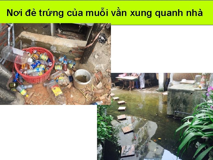 Nơi đẻ trứng của muỗi vằn xung quanh nhà Nơi đẻ trứng của muỗi vằn xung quanh nhà