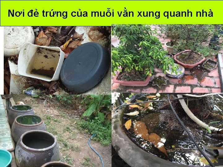 Nơi đẻ trứng của muỗi vằn xung quanh nhà Nơi đẻ trứng của muỗi vằn xung quanh nhà