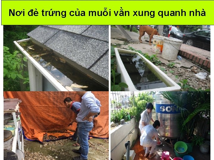 Nơi đẻ trứng của muỗi vằn xung quanh nhà Nơi đẻ trứng của muỗi vằn xung quanh nhà
