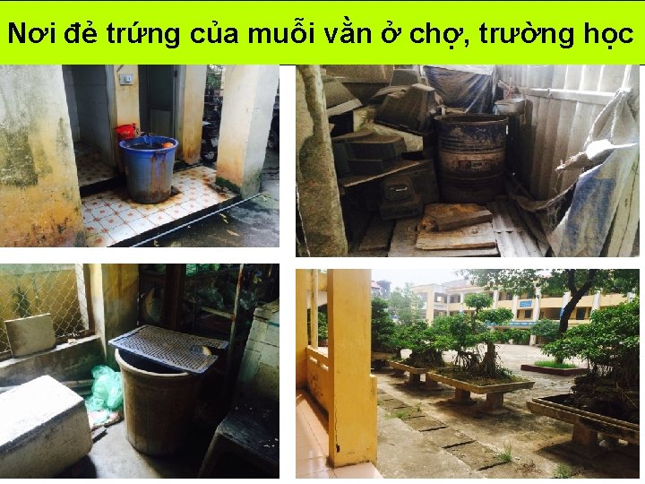 Nơi đẻ trứng của muỗi vằn ở chợ, trường học Nơi đẻ trứng của muỗi vằn ở chợ, trường học