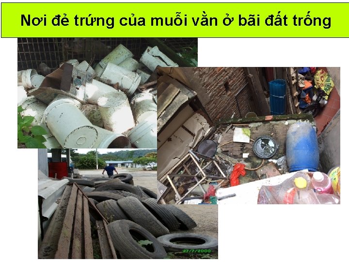 Nơi đẻ trứng của muỗi vằn ở bãi đất trống Nơi đẻ trứng của muỗi vằn ở bãi đất trống