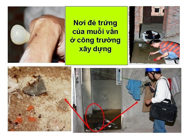 Nơi đẻ trứng của muỗi vằn ở công trường xây dựng Nơi đẻ trứng của muỗi vằn ở công trường xây dựng