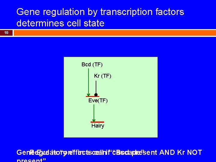 Gene regulation by transcription factors determines cell state 10 Bcd (TF) Kr (TF) Eve(TF)