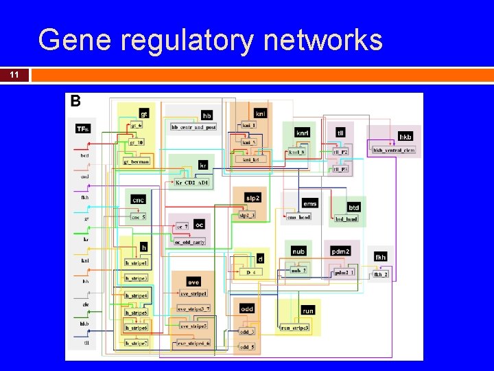 Gene regulatory networks 11 