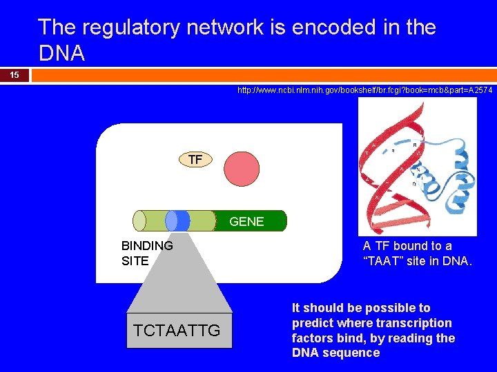 The regulatory network is encoded in the DNA 15 http: //www. ncbi. nlm. nih.