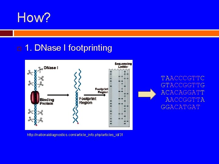 How? 1. DNase I footprinting TAACCCGTTC GTACCGGTTG ACACAGGATT AACCGGTTA GGACATGAT http: //nationaldiagnostics. com/article_info. php/articles_id/31