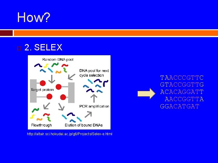 How? 2. SELEX TAACCCGTTC GTACCGGTTG ACACAGGATT AACCGGTTA GGACATGAT http: //altair. sci. hokudai. ac. jp/g