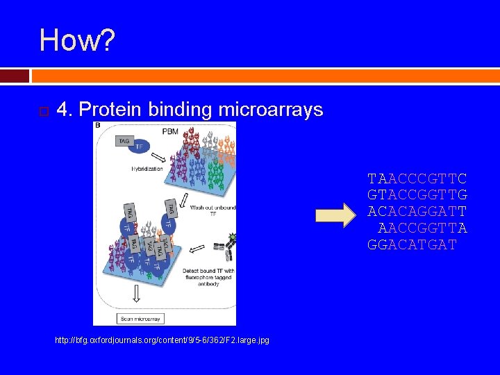 How? 4. Protein binding microarrays TAACCCGTTC GTACCGGTTG ACACAGGATT AACCGGTTA GGACATGAT http: //bfg. oxfordjournals. org/content/9/5