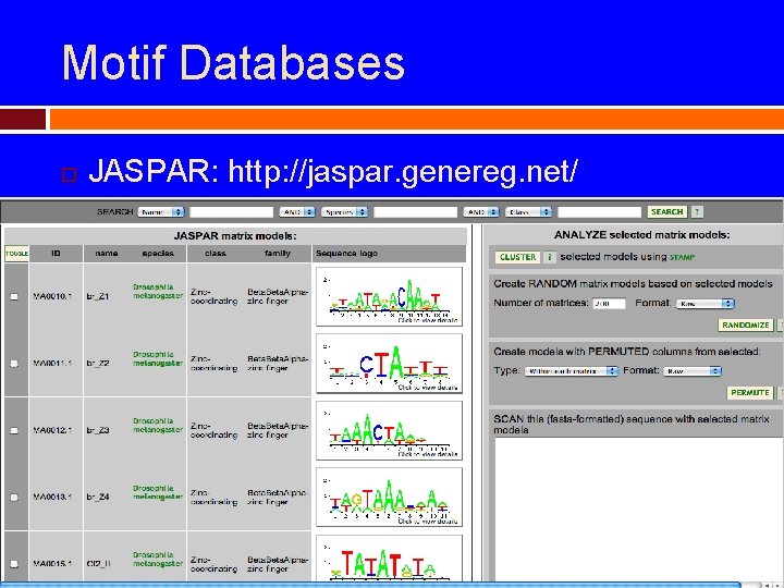 Motif Databases JASPAR: http: //jaspar. genereg. net/ 