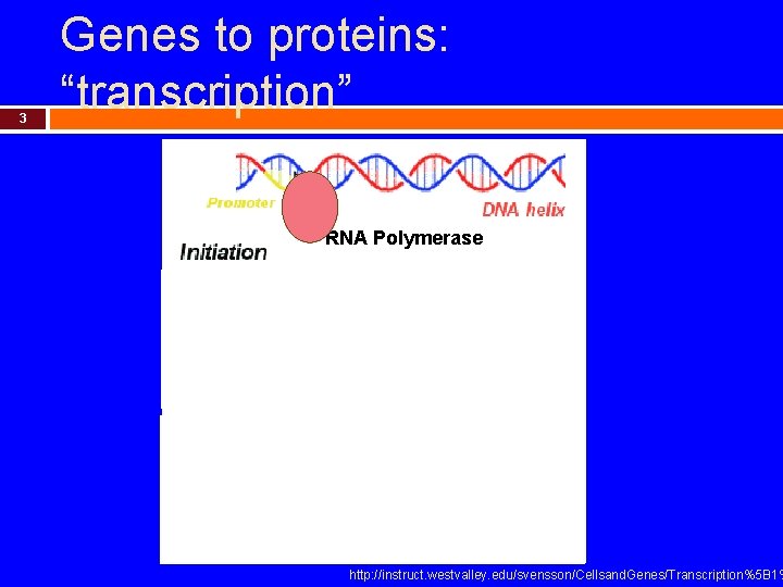 3 Genes to proteins: “transcription” RNA Polymerase http: //instruct. westvalley. edu/svensson/Cellsand. Genes/Transcription%5 B 1%