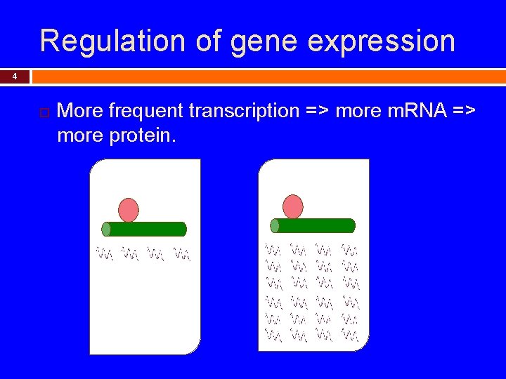 Regulation of gene expression 4 More frequent transcription => more m. RNA => more