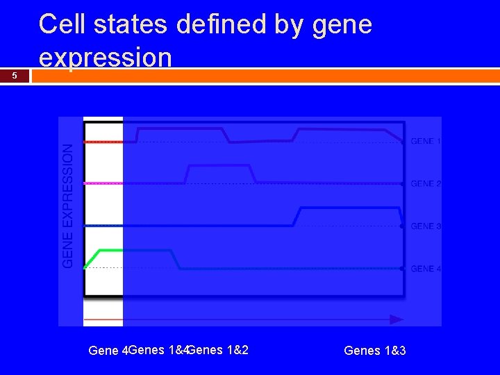 5 Cell states defined by gene expression Gene 4 Genes 1&2 Genes 1&3 