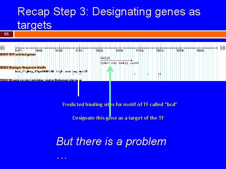 Recap Step 3: Designating genes as targets 55 Predicted binding sites for motif of