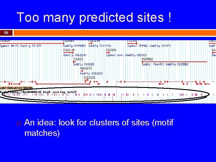 Too many predicted sites ! 56 An idea: look for clusters of sites (motif