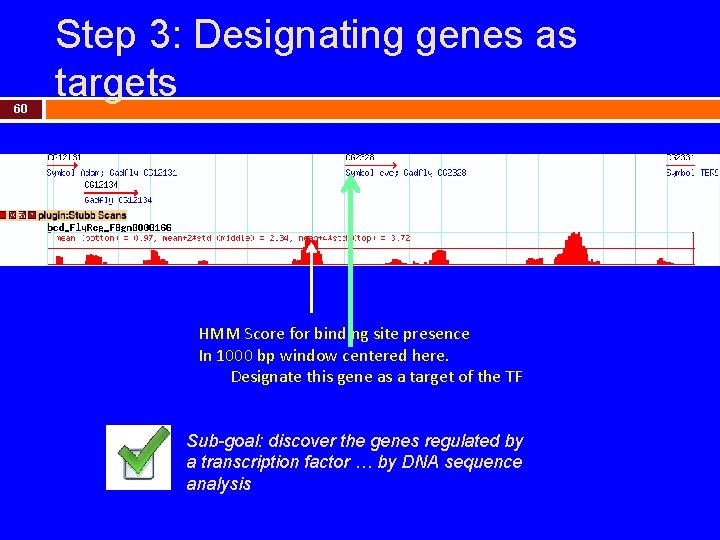 60 Step 3: Designating genes as targets HMM Score for binding site presence In