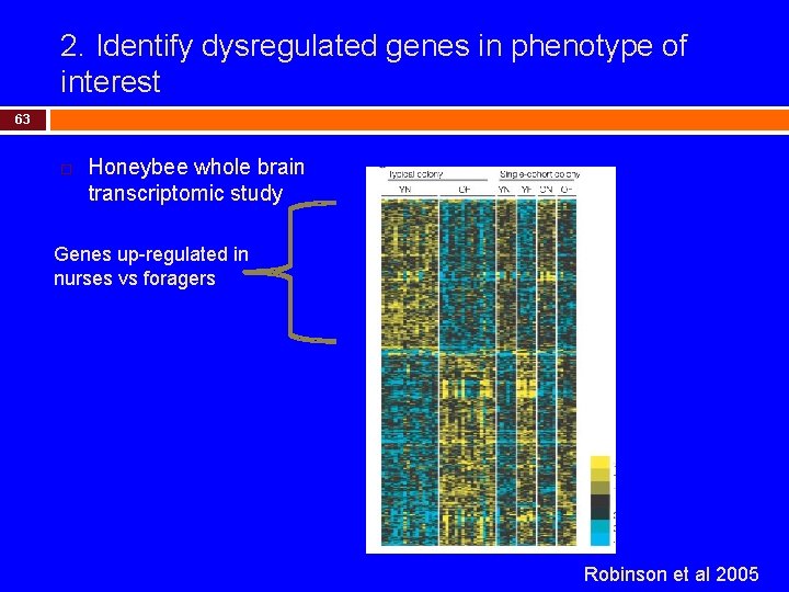 2. Identify dysregulated genes in phenotype of interest 63 Honeybee whole brain transcriptomic study