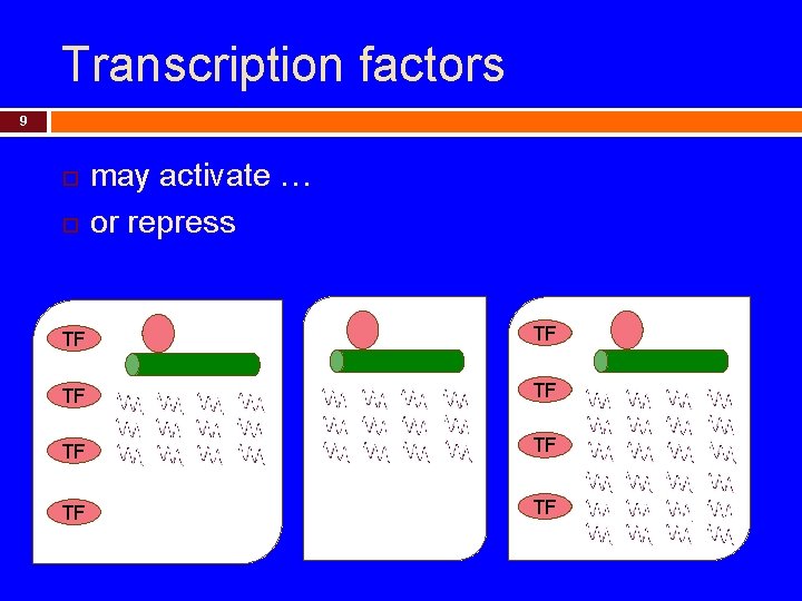 Transcription factors 9 may activate … or repress TF TF 