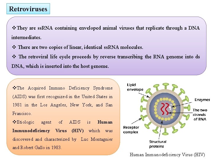 Retroviruses v. They are ss. RNA containing enveloped animal viruses that replicate through a