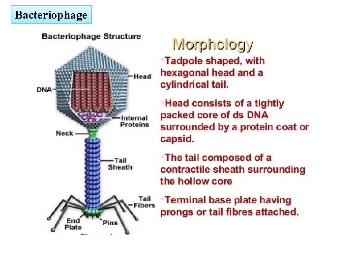 Bacteriophage 