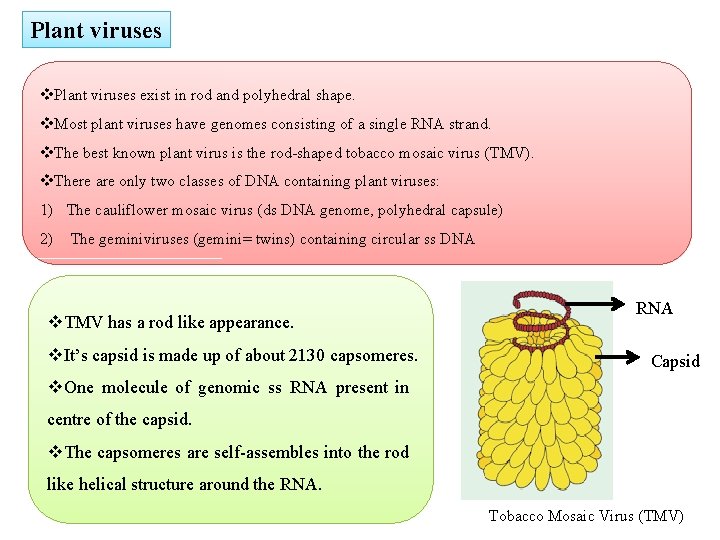 Plant viruses v. Plant viruses exist in rod and polyhedral shape. v. Most plant