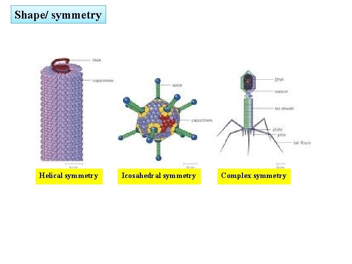 Shape/ symmetry Helical symmetry Icosahedral symmetry Complex symmetry 